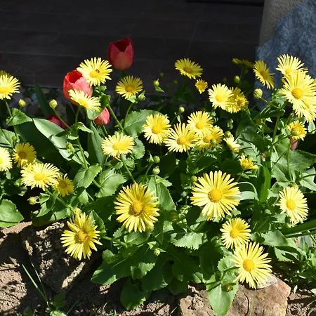 Borovi شقة كارلستين